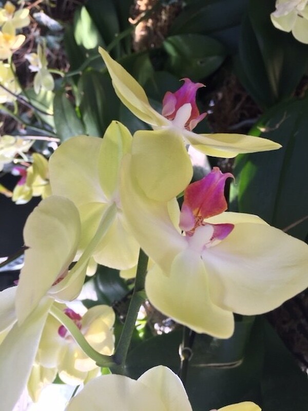 uk-transition-scale-up